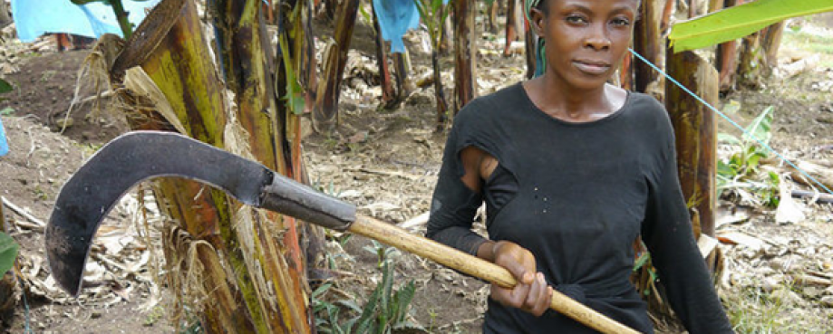 Women worker holds banana harvesting sickle.