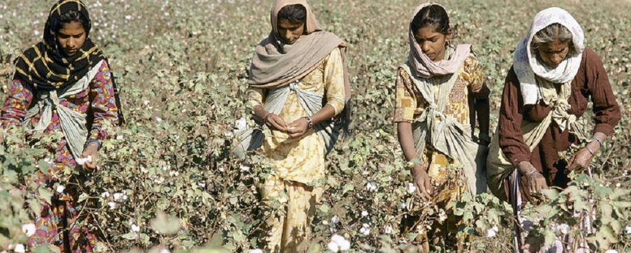 harvesting cotton in India ©RayWitlin-World Bank