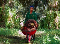 A young palm oil plantation labourer ©ILO-Asrian Mirza