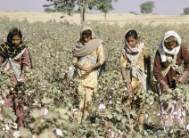 Women harvesting Indian cotton courtesy of the World Bank