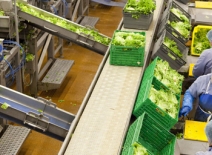Preparing fresh produce for UK consumers