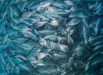 Fish farming, aquaculture nets. Photo credit: Shutterstock.