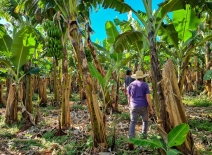 Two workers walk through a banana field. Photo credit: Shutterstock.