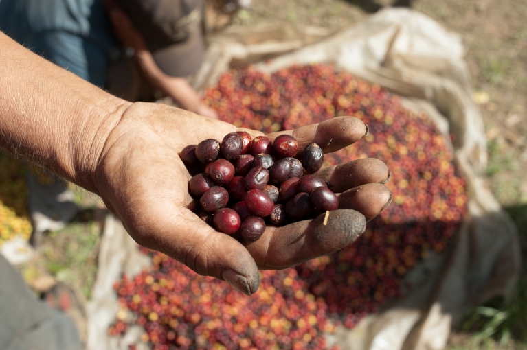 Cofee picking