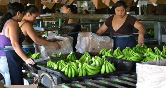 Women workers sort bananas into boxes.