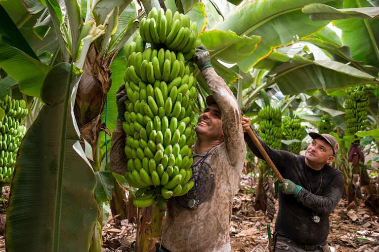 Male workers harvesting bananas, Tenerife