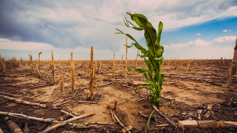 Corn field during drought