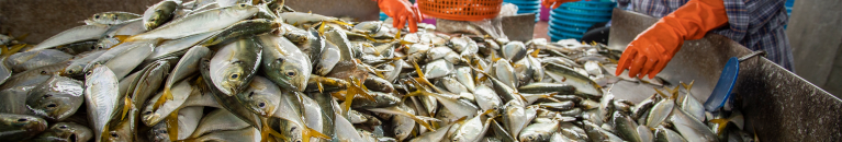 Sorting a catch of fish, Thailand