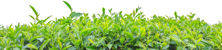 Tea plantation, close-up