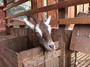 A goat sits in the stable of a Fairtrade nutritional garden,