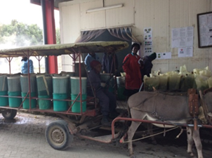 Women driver transports goods using a donkey-drawn cart.
