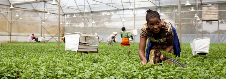 A woman picking crops.