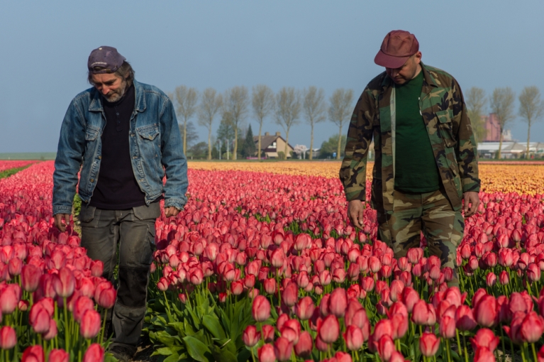 Men in tulip fields, Netherlands