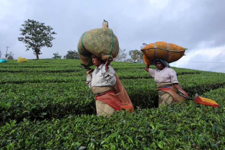 Tea pickers, India