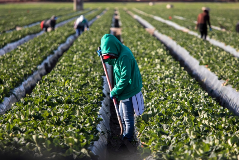 Farm workers tending crops, with faces obscured