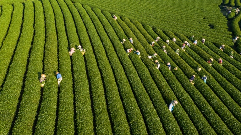 Tea pickers 