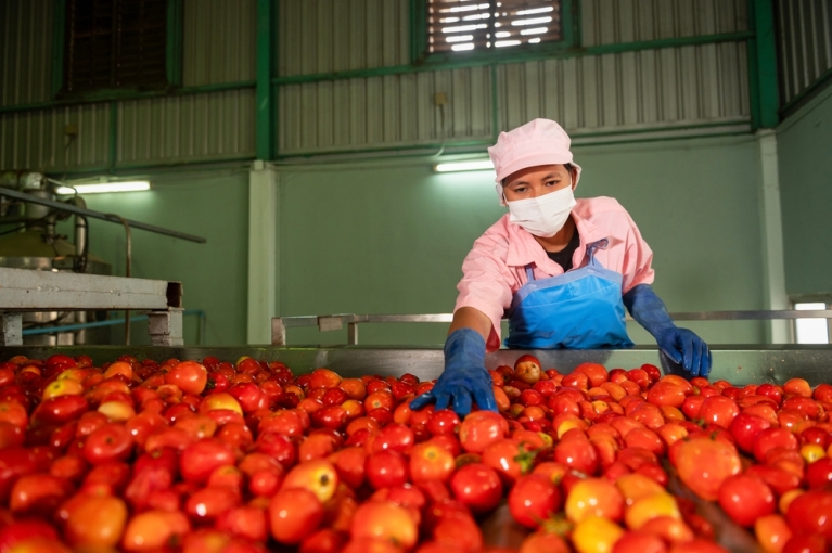 Female worker in a tomato packhouse