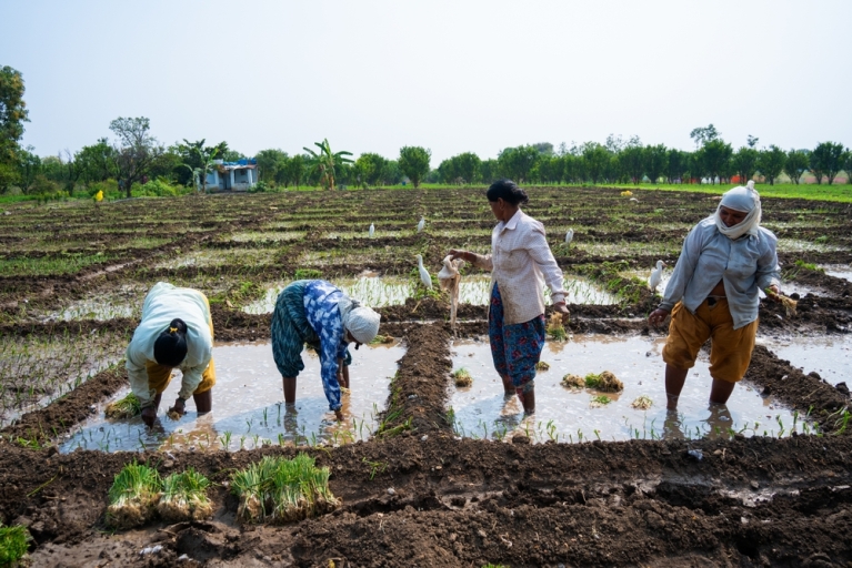 Women planting crops