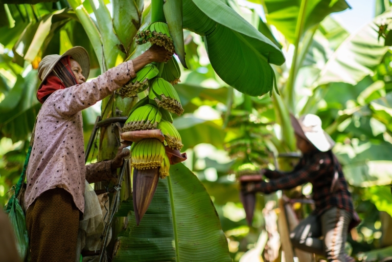 Harvesting bananas
