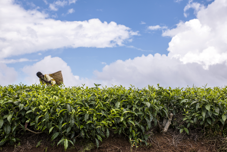 Worker picking crops in a field