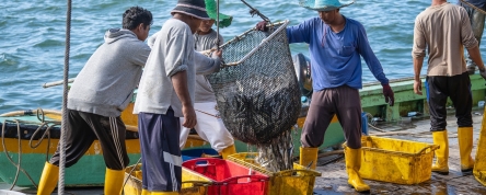 Fishermen load freshly caught fish from a ship into plastic containers. Photo credit: Shutterstock.