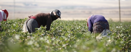 Cotton pickers in field, Türkiye