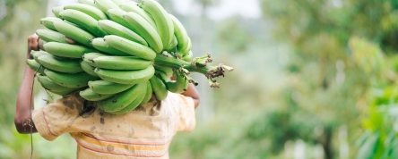 Person carries a branch of bananas on their shoulder. Photo credit: Shutterstock/MIA Studio.