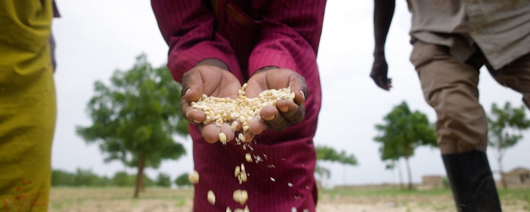 A pair of hands holding grain. Photo credit: Niyi Fagbemi, UNDP Nigeria via Flickr.