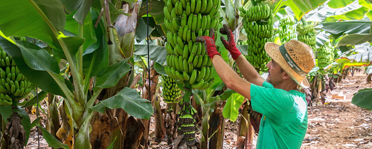 Male worker, checking bananas prior to harvest