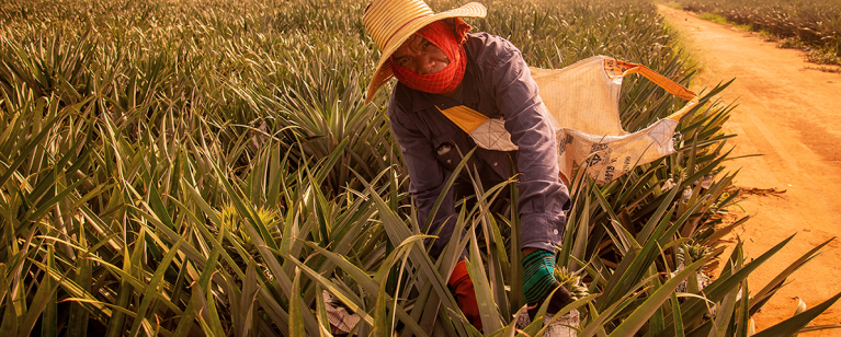 Agricultural worker battling extreme heat at work