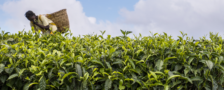 Tea picker