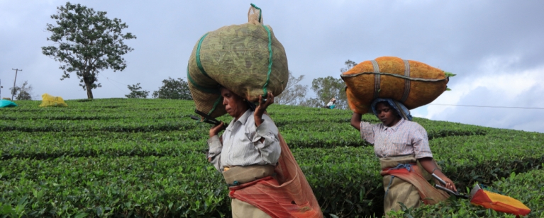 Tea pickers, India