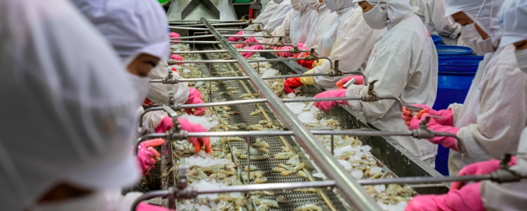 Workers processing shrimp