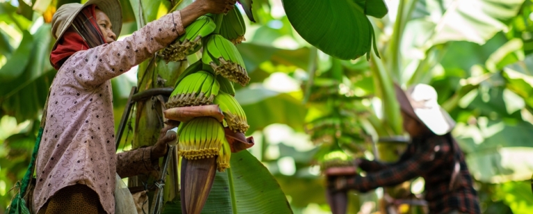 Harvesting bananas