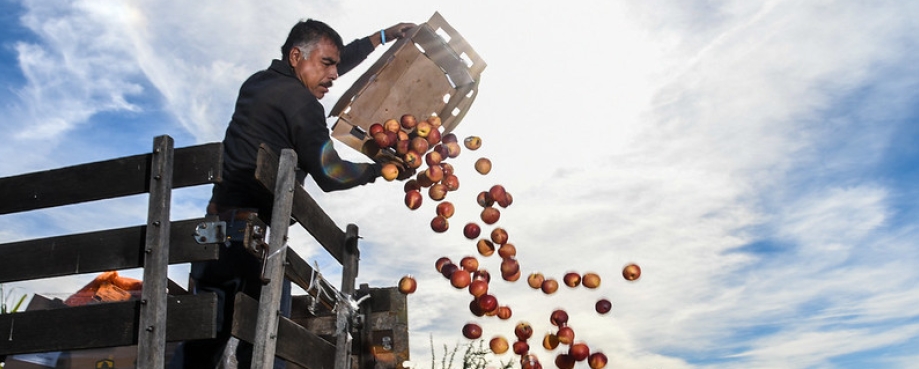 Man passes apples down from a truck. Photo cedit:“20181113-FPAC-LSC-0119” by U.S. Department of Agriculture, Public Domain Mark.