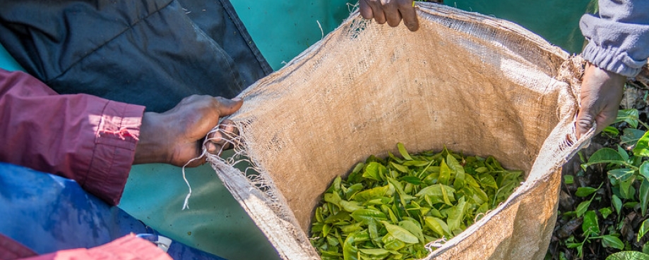 Photo by Patrick Sheperd/CIFOR.