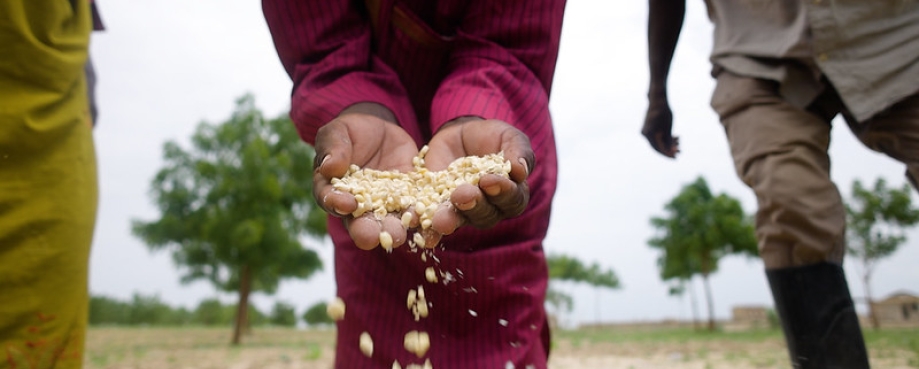 A pair of hands holding grain. Photo credit: Niyi Fagbemi, UNDP Nigeria via Flickr.