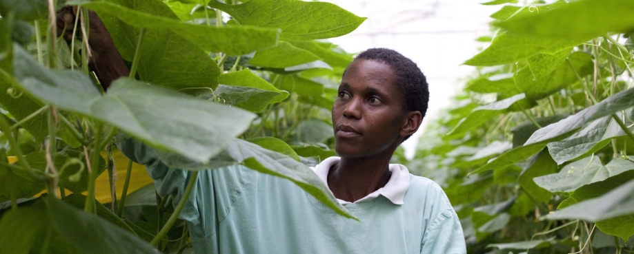 Fresh produce, Tanzania