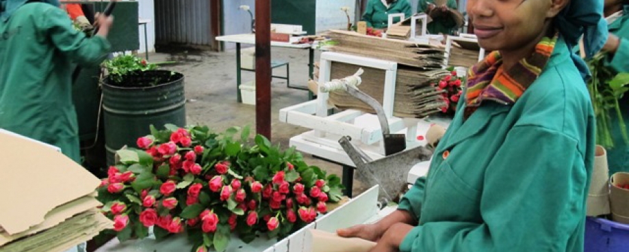Preparing roses for export in a pack house in Kenya
