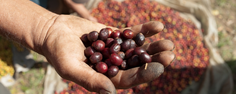 Cofee picking