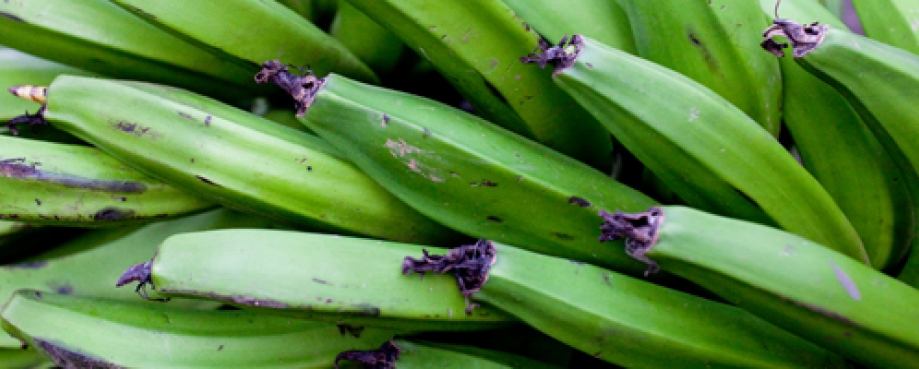 The long road to ethical bananas: Part 2