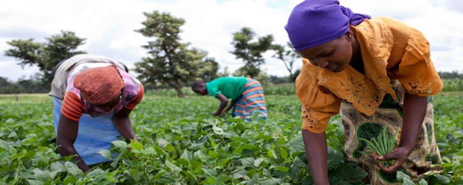 Picking beans, Tanzania