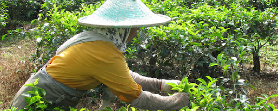 Female tea picker, Indonesia