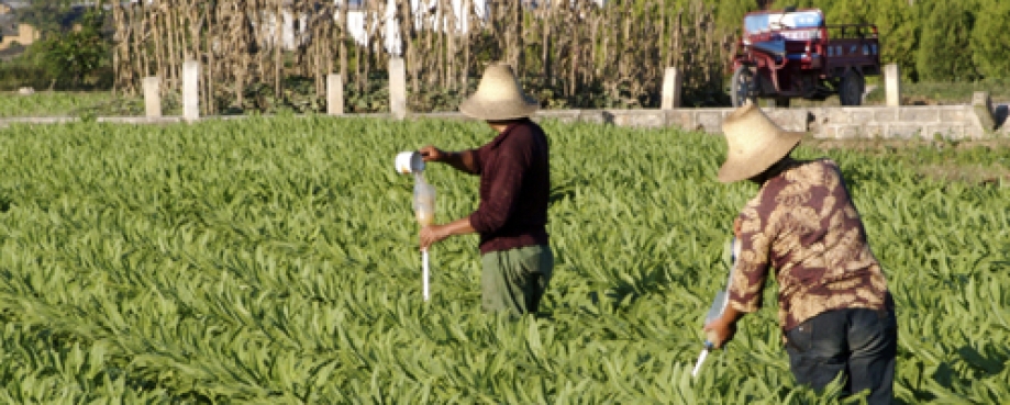 Farmers water their crops, China