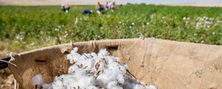 Cotton pickers