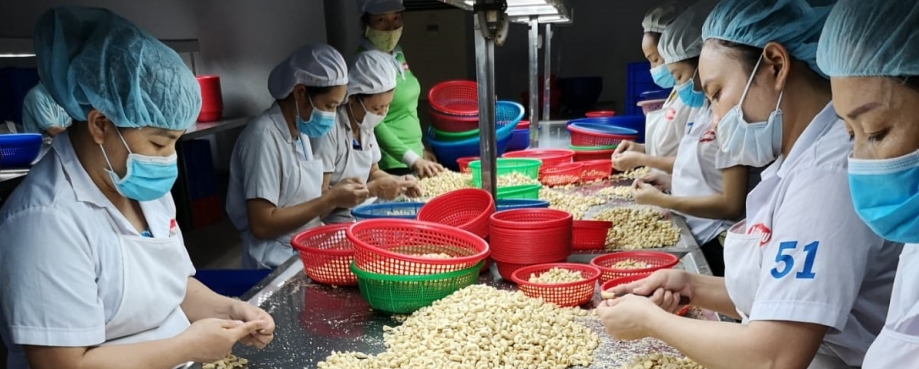 Cashew nut processing in Vietnam