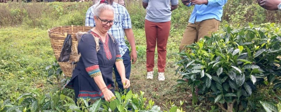 Sabita Banerji plucking tea on a visit to a Kazi Yetu tea farm.