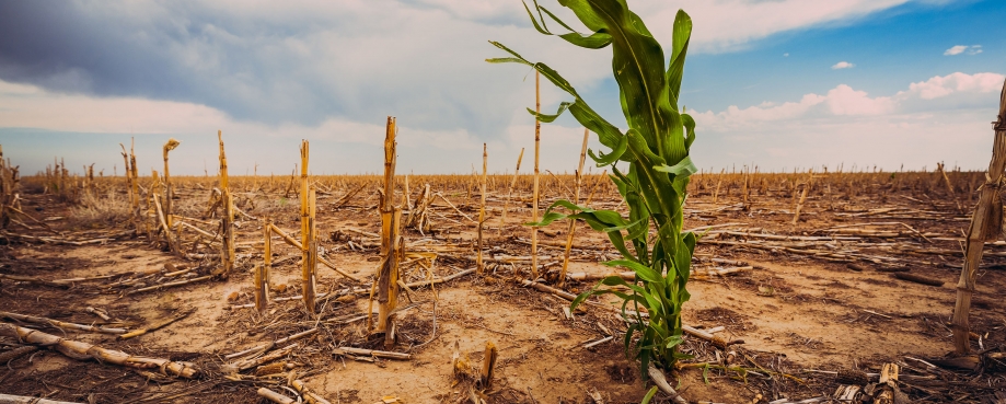 Corn field during drought