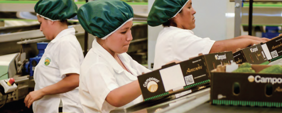 Female workers packing fresh produce, Peru