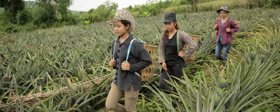 Laos pineapple harvesters ©ILO-Adri Berger